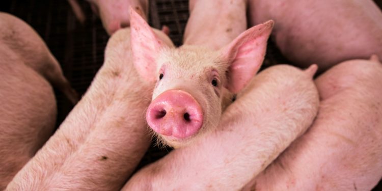 The European Union Is Failing Animals On Industrial Farms