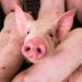 The European Union Is Failing Animals On Industrial Farms