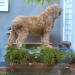 This Goldendoodle Had an Adorable Reason for Visiting the Neighbors This Goldendoodle Had an Adorable Reason for Visiting the Neighbors