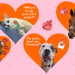 Want to Share Some Love This Valentine’s Day? Adopt an Animal in Need!