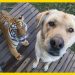 🐕 When your dog brings home a friend 🙈🤣Funniest Dog Ever! 🐕 When your dog brings home a friend 🙈🤣Funniest Dog Ever!