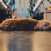 Why You Should Avoid Bringing Your Dog to the Office Why You Should Avoid Bringing Your Dog to the Office