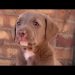 puppy 🐶 | puppies crying 😢 | puppies lover 🐕 | puppies sound  #puppy #dog #dogshow #shorts #youtube puppy 🐶 | puppies crying 😢 | puppies lover 🐕 | puppies sound  #puppy #dog #dogshow #shorts #youtube