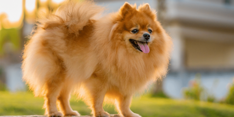 11 Ultimate Fluffy Dog Breeds That Look Like Walking Cloud Puffs