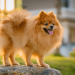 11 Ultimate Fluffy Dog Breeds That Look Like Walking Cloud Puffs 11 Ultimate Fluffy Dog Breeds That Look Like Walking Cloud Puffs
