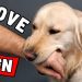 7 Signs That Your Dog Has Imprinted on You (Not Every Dog Owner) 7 Signs That Your Dog Has Imprinted on You (Not Every Dog Owner)