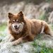 9 Dog Breeds Were Basically Ancient Mascots Of Luck 9 Dog Breeds Were Basically Ancient Mascots Of Luck