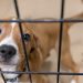 ASPCA Assists with the Emergency Transport of 41 Dogs | Donate Now ASPCA Assists with the Emergency Transport of 41 Dogs | Donate Now