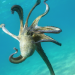 As corporations seek to advance breeding efforts, EU must act to stop octopus farming