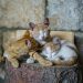 Cats Euthanized After Detection of Bird Flu