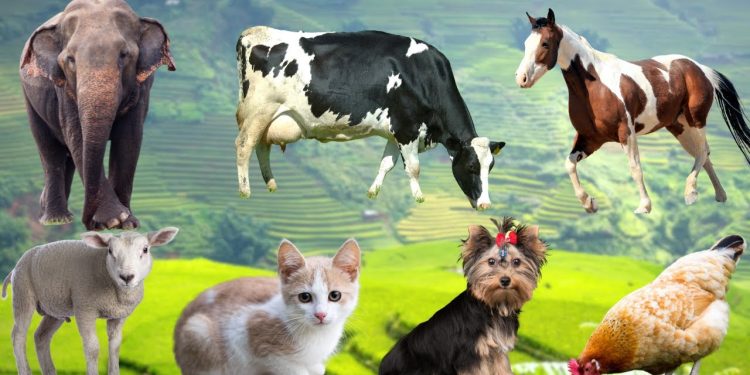 Collection of cute animal sounds: Cow, Cat, Chicken, Dog, Sheep, Cat, Horse – Cute Animal Moments