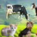 Collection of cute animal sounds: Cow, Cat, Chicken, Dog, Sheep, Cat, Horse – Cute Animal Moments Collection of cute animal sounds: Cow, Cat, Chicken, Dog, Sheep, Cat, Horse – Cute Animal Moments