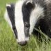 Corbetts Cross killed at Cheltenham Gold Cup – this cruelty must end now Corbetts Cross killed at Cheltenham Gold Cup – this cruelty must end now