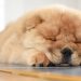 Genetics of Hip Dysplasia in Dogs: A Guide for Breeders Genetics of Hip Dysplasia in Dogs: A Guide for Breeders