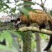 Innovative New Care Guide for Civets Launched Innovative New Care Guide for Civets Launched