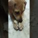 Laddu and Guddu on diet #cutepet #pets #dog #diet #trending #viralshort #food #travel #puppy #cats Laddu and Guddu on diet #cutepet #pets #dog #diet #trending #viralshort #food #travel #puppy #cats