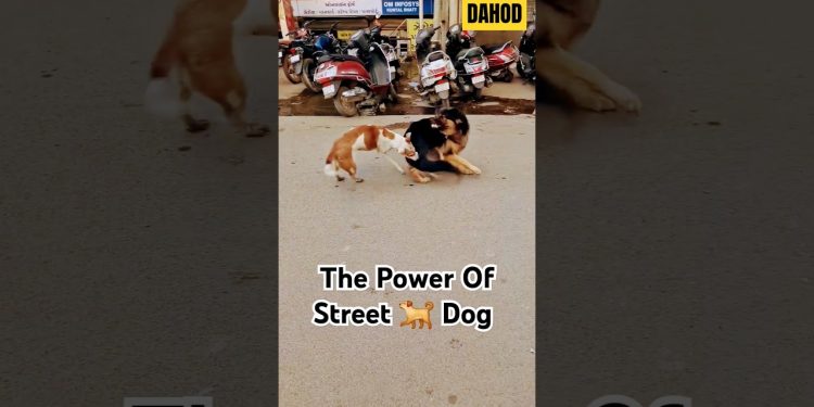 POWER OF STREET DOG, #dog #doglover #shorts #video #viralvideo