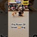 POWER OF STREET DOG, #dog #doglover #shorts #video #viralvideo POWER OF STREET DOG, #dog #doglover #shorts #video #viralvideo