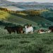 Promising Strategies For Improving Animal Welfare In Brazil Promising Strategies For Improving Animal Welfare In Brazil