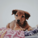 Puppy Basics – What Every Puppy Should Know Puppy Basics – What Every Puppy Should Know