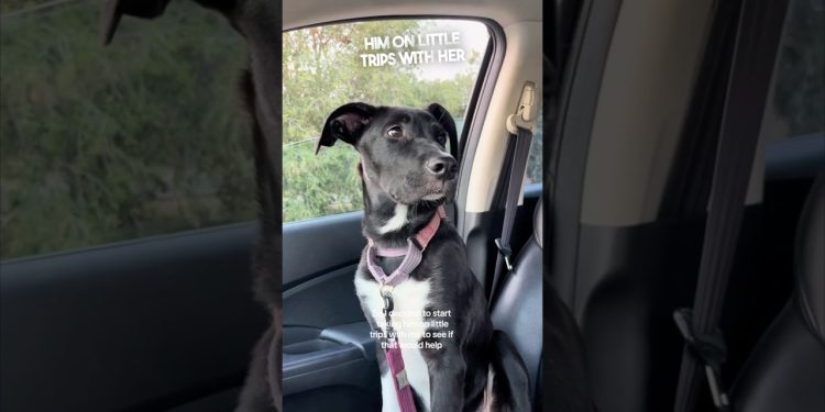 She adopted this dog and made him happy again ❤️