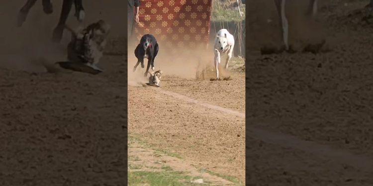 Super Dog Race #greyhoundracing