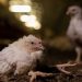 The Proof Is In—Shoppers Record Evidence of Whole Foods’ Chicken Cruelty The Proof Is In—Shoppers Record Evidence of Whole Foods’ Chicken Cruelty