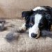 Top 11 Best Dog Grooming Vacuum Kits on Amazon Top 11 Best Dog Grooming Vacuum Kits on Amazon