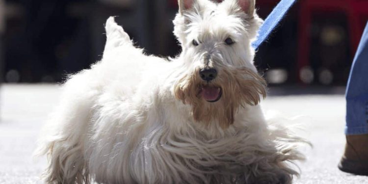 What Are the Color Patterns for Scottish Terriers? A Fun and Furry Guide