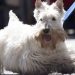 What Are the Color Patterns for Scottish Terriers? A Fun and Furry Guide What Are the Color Patterns for Scottish Terriers? A Fun and Furry Guide