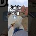 What Do You Do When Your Guide Dog Won’t Go Forward?! #guidedog #dog #dogs What Do You Do When Your Guide Dog Won’t Go Forward?! #guidedog #dog #dogs