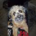#dog ##daxandbaileyshow #adogspurpose #godisreal #therapy #recovery #dogshorts #shorts #short #dogs #dog ##daxandbaileyshow #adogspurpose #godisreal #therapy #recovery #dogshorts #shorts #short #dogs