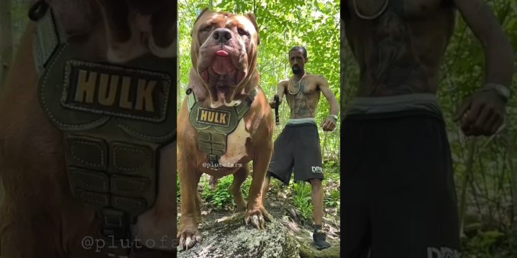 Biggest Pitbull in this World 🥵🔥 || Aggressive Pitbull Hulk Huge Size Pitbull Dog 😱 #shorts