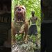 Biggest Pitbull in this World 🥵🔥 || Aggressive Pitbull Hulk Huge Size Pitbull Dog 😱 #shorts Biggest Pitbull in this World 🥵🔥 || Aggressive Pitbull Hulk Huge Size Pitbull Dog 😱 #shorts