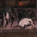 Celebre d’Allen killed after racing at the Grand National Meeting – when will this cruelty end? Celebre d’Allen killed after racing at the Grand National Meeting – when will this cruelty end?