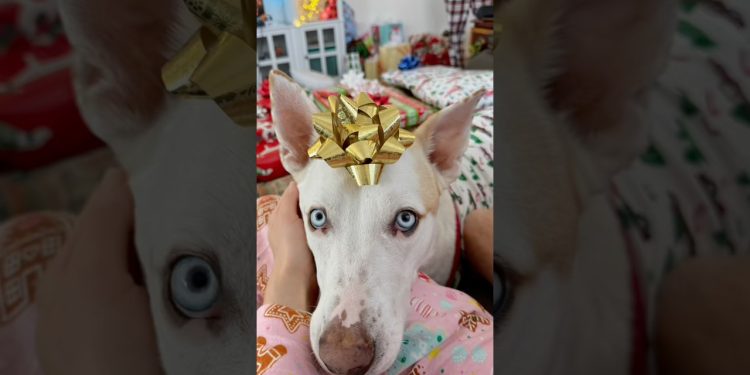 Christmas morning from a dogs perspective 🎁🎅🏼#dogshorts #pets #dog #puppy #christmas #vlog #funny