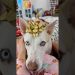 Christmas morning from a dogs perspective 🎁🎅🏼#dogshorts #pets #dog #puppy #christmas #vlog #funny Christmas morning from a dogs perspective 🎁🎅🏼#dogshorts #pets #dog #puppy #christmas #vlog #funny
