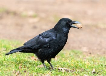 Crows & Magpies Will be Shot Dead in Mass Killing Contest in Manitoba