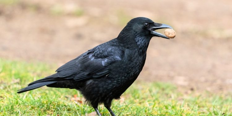 Crows & Magpies Will be Shot Dead in Mass Killing Contest in Manitoba