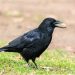 Crows & Magpies Will be Shot Dead in Mass Killing Contest in Manitoba