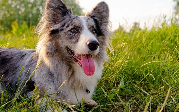 Expert Advice from Vets on How to Remove Ticks from Dogs