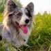 Expert Advice from Vets on How to Remove Ticks from Dogs Expert Advice from Vets on How to Remove Ticks from Dogs