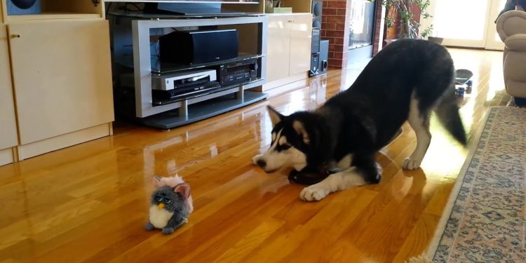 FUNNIEST Huskies 🤣 | 15 Minutes Best Videos