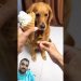 Funny videos. #funny #dog #pets #cute #fyp Funny videos. #funny #dog #pets #cute #fyp
