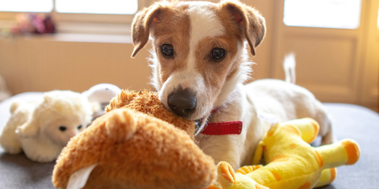 How Often Should I Clean My Dog’s Belongings?