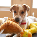 How Often Should I Clean My Dog’s Belongings? How Often Should I Clean My Dog’s Belongings?