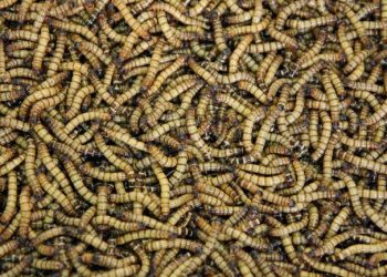 Insects as feed won’t lead to sustainable food systems, government-funded study shows