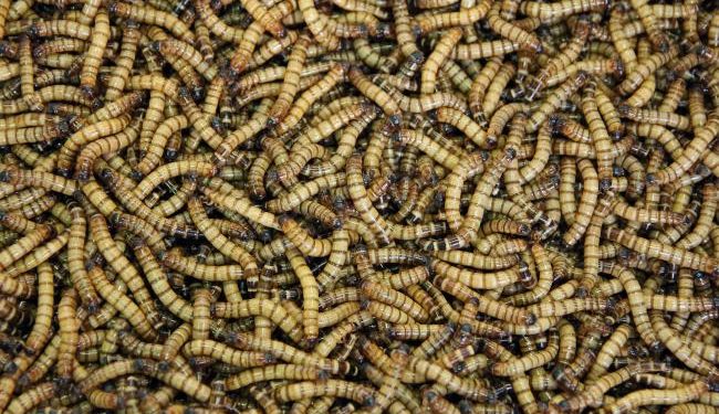 Insects as feed won’t lead to sustainable food systems, government-funded study shows