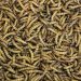 Insects as feed won’t lead to sustainable food systems, government-funded study shows Insects as feed won’t lead to sustainable food systems, government-funded study shows
