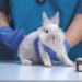 Patients are human: challenging animal experiments in medical research Patients are human: challenging animal experiments in medical research